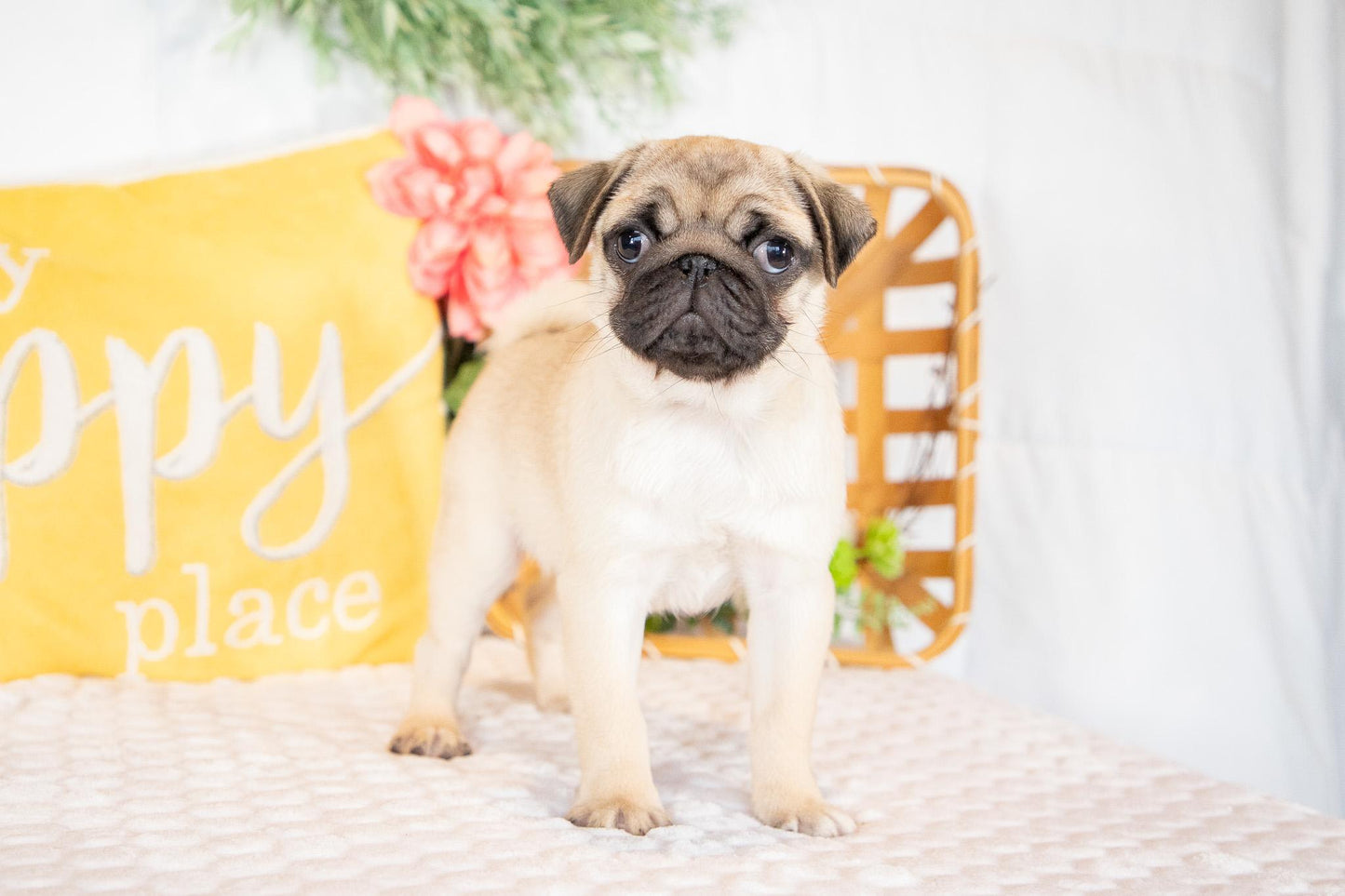 Violet-Pug Female