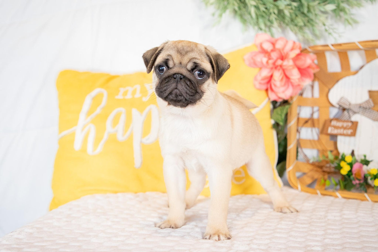 Violet-Pug Female