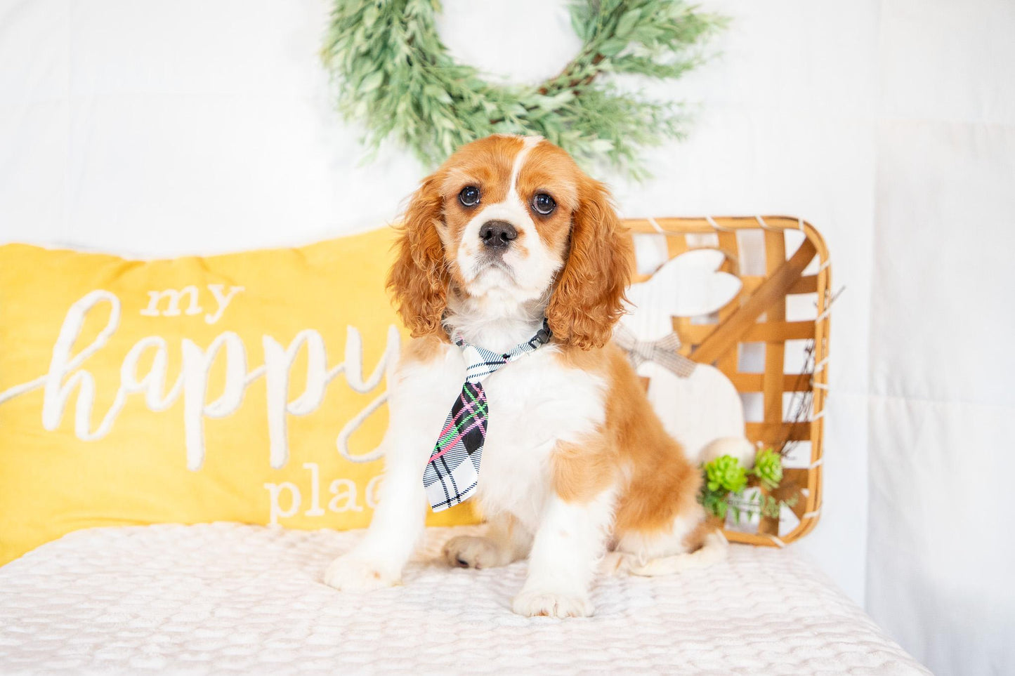 Mike-Cavalier King Charles Male