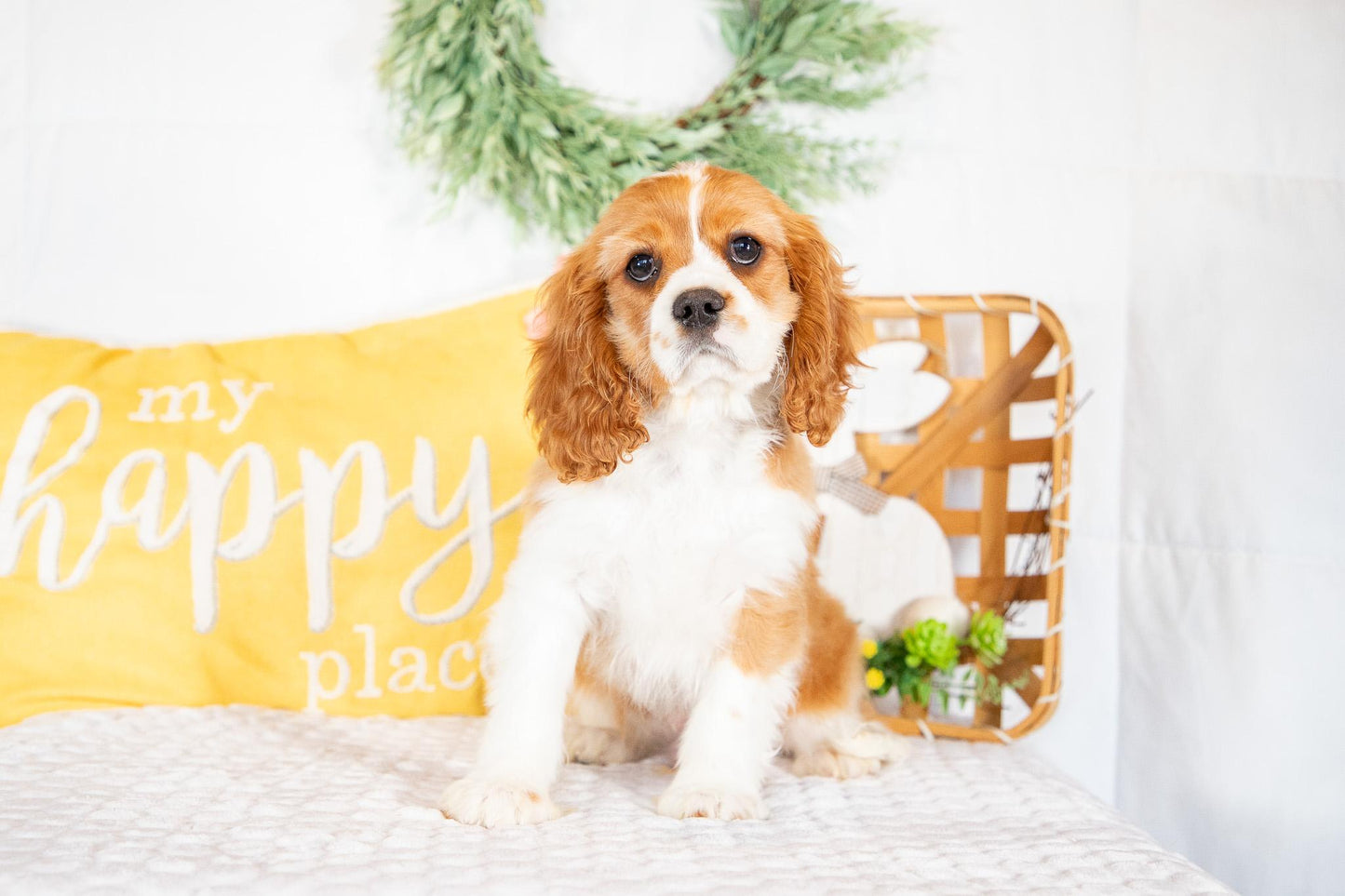 Mike-Cavalier King Charles Male