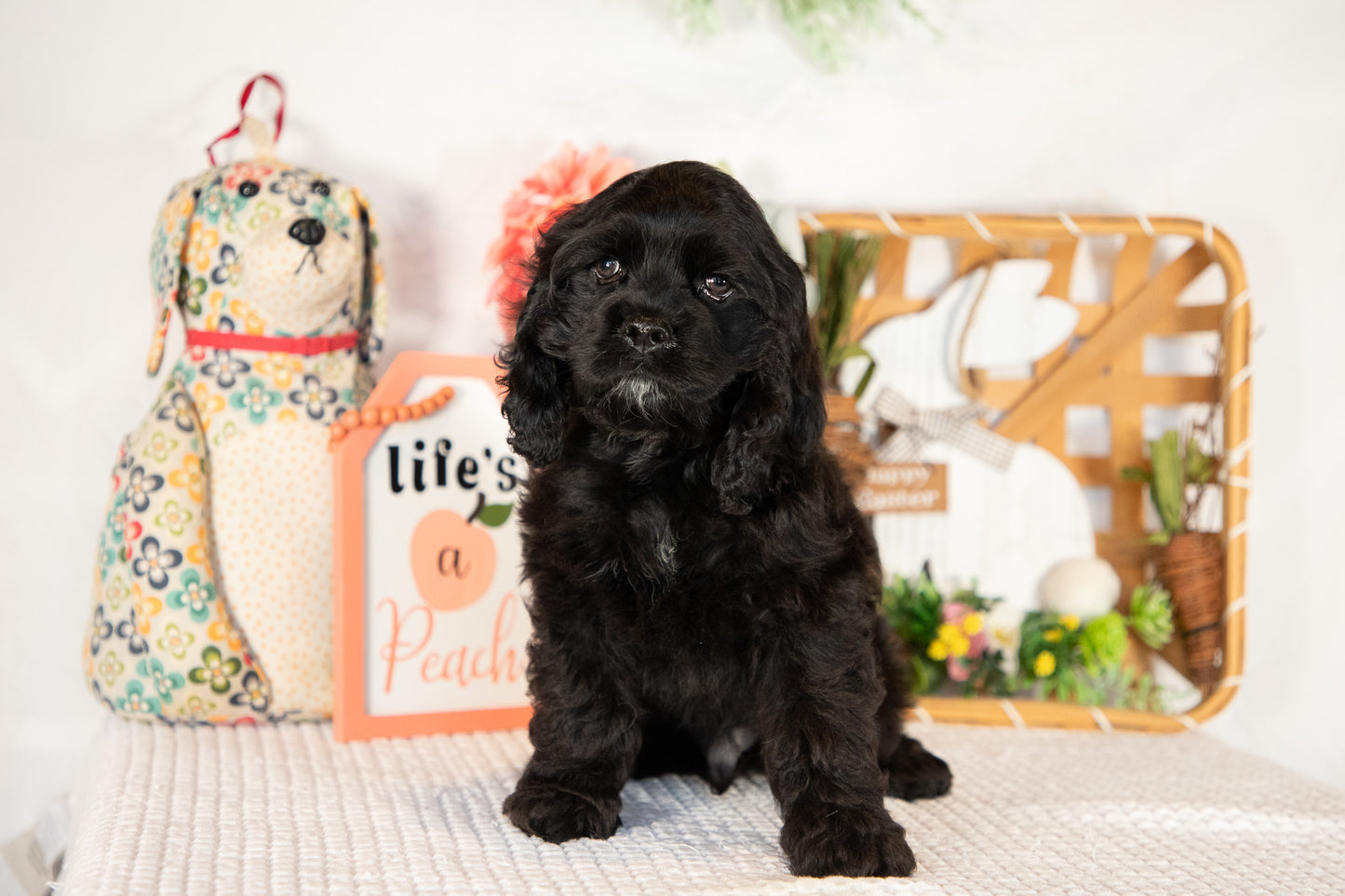 Cocker Spaniel Male (Vaylor)