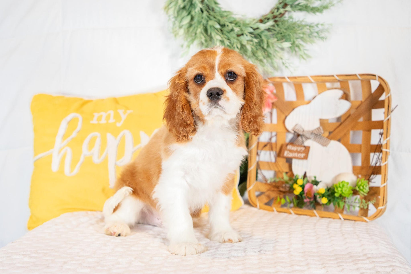 Mike-Cavalier King Charles Male