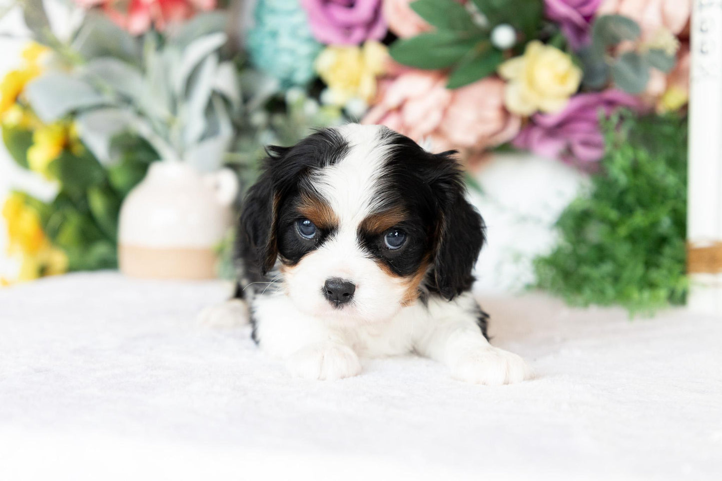 Cavalier King Charles Spaniel Male (Archie)