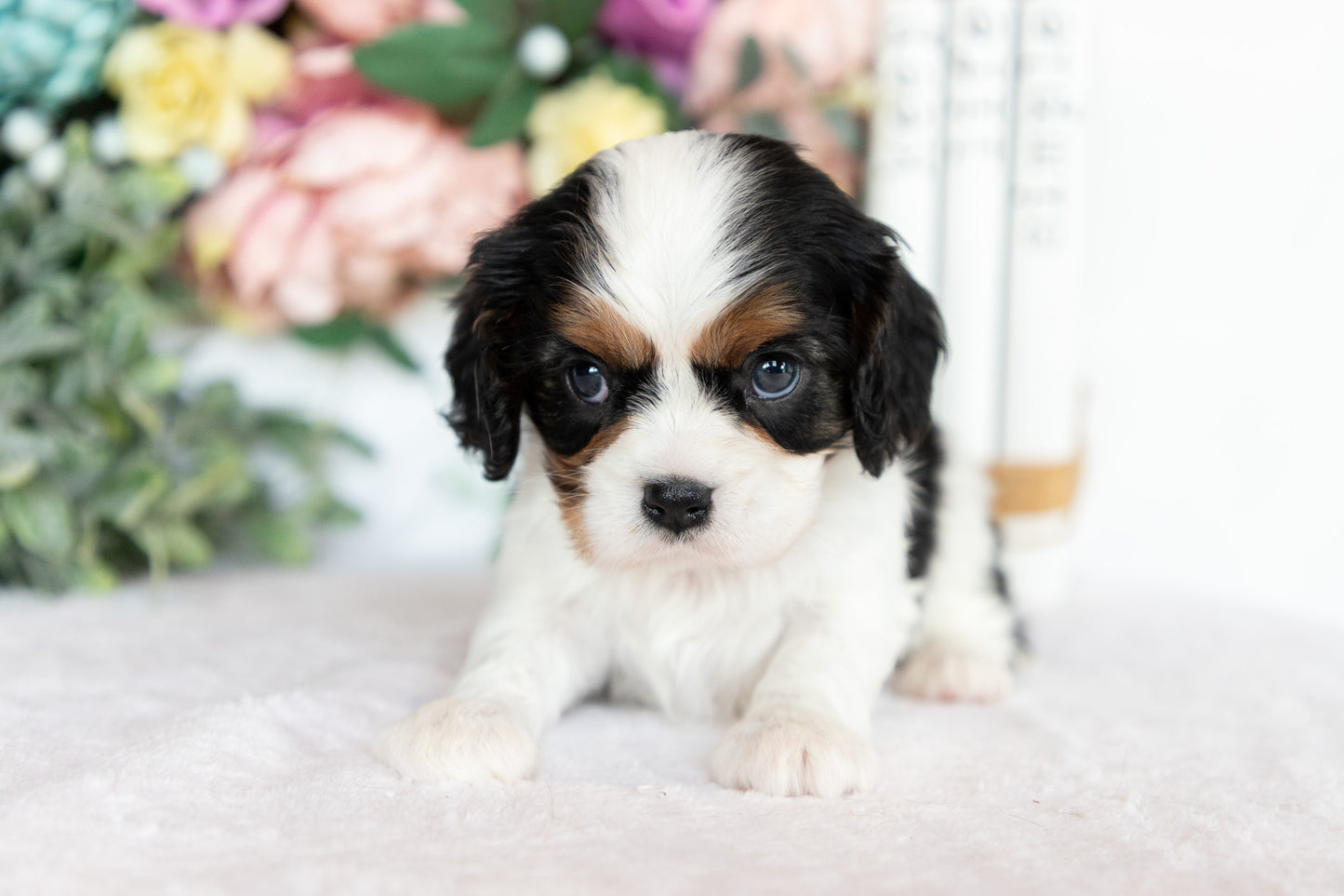 Cavalier King Charles Spaniel Female (Darcy)