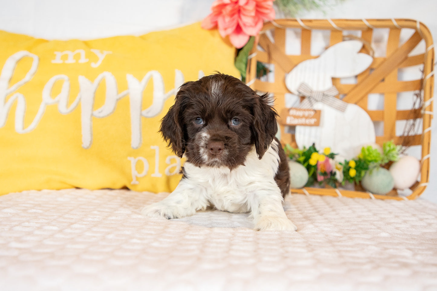 Crew-Cocker Spaniel Male