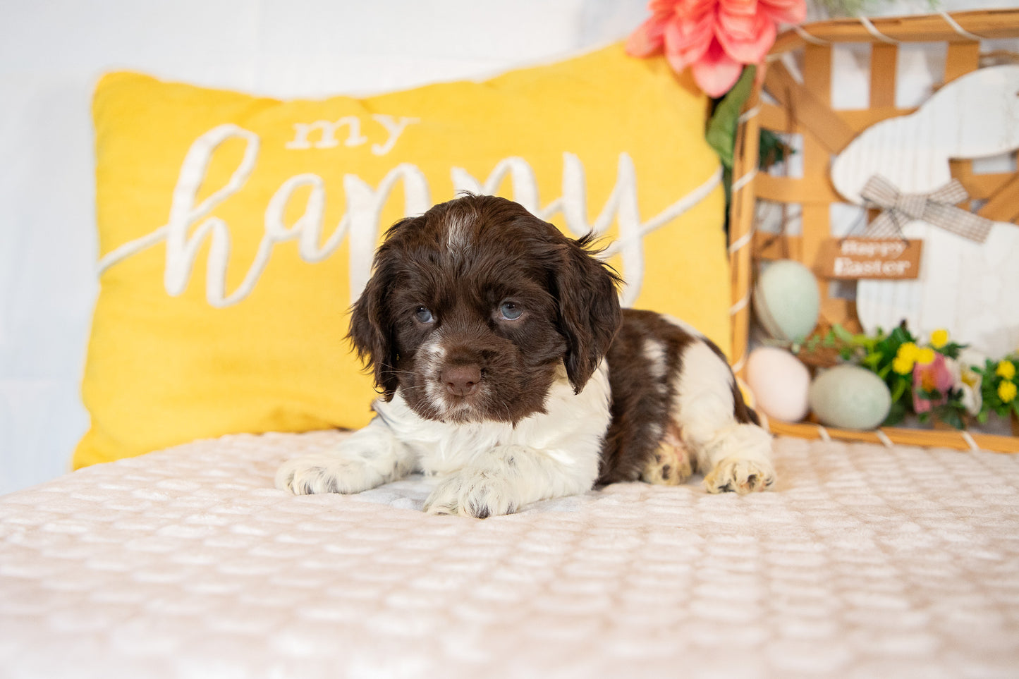 Crew-Cocker Spaniel Male