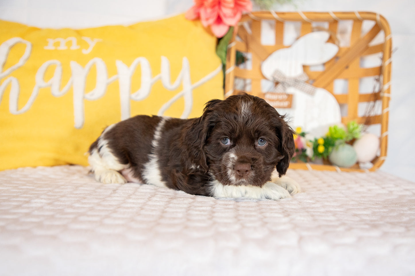 Crew-Cocker Spaniel Male