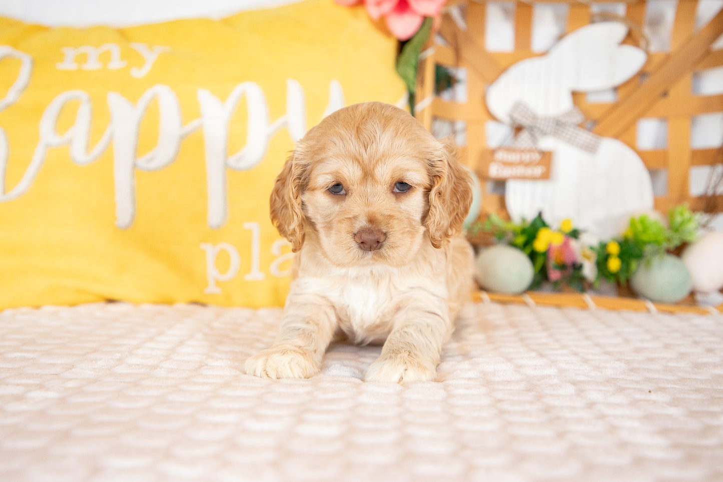 Camilla-Cocker Spaniel Female
