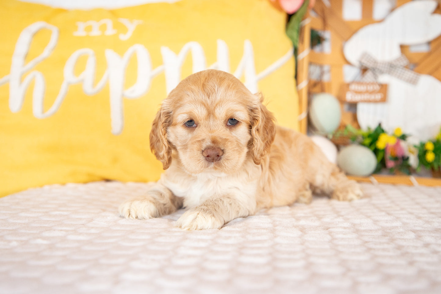 Camilla-Cocker Spaniel Female