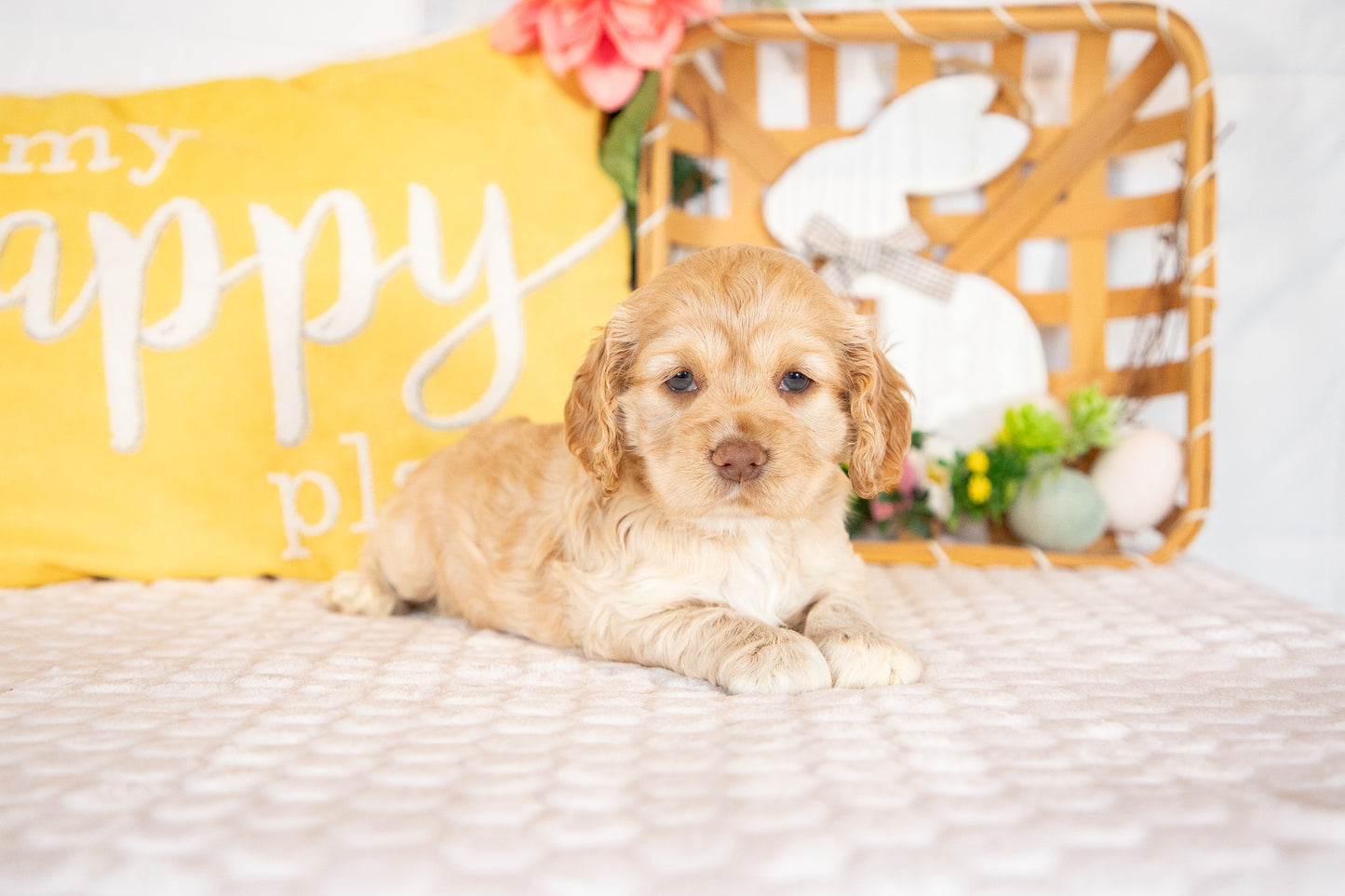 Camilla-Cocker Spaniel Female
