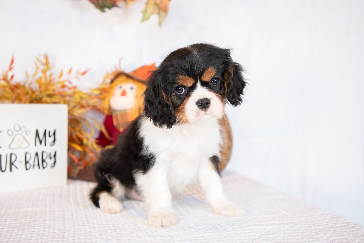 Cavalier King Charles Male (Freddie)
