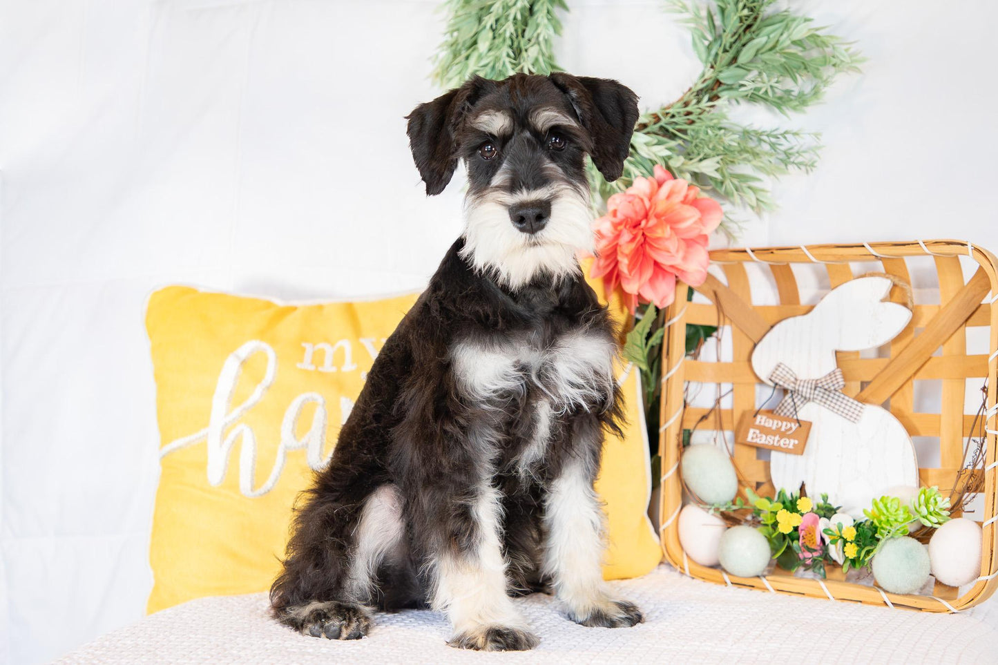 Koby-Miniature Schnauzer Male