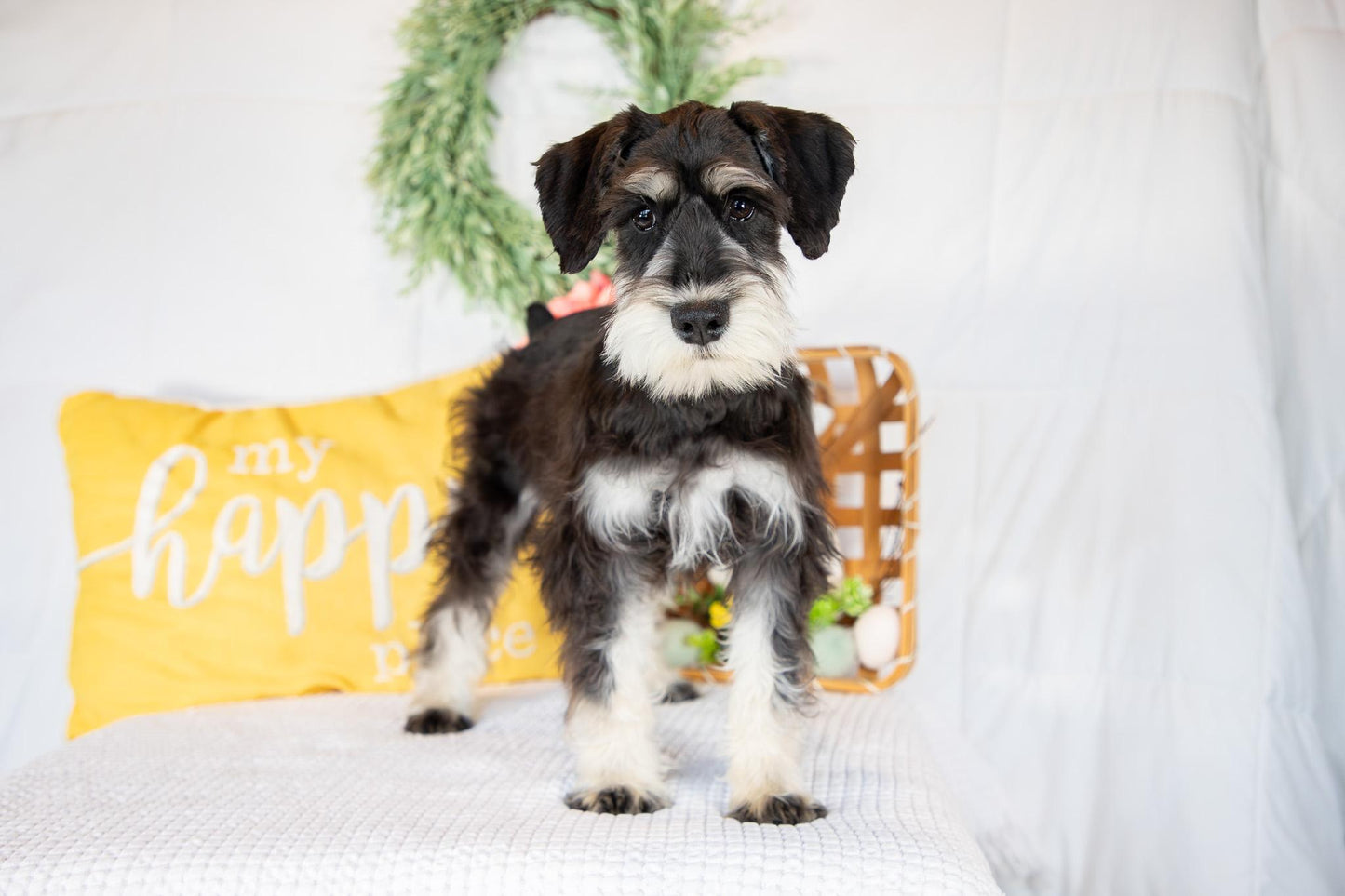 Koby-Miniature Schnauzer Male