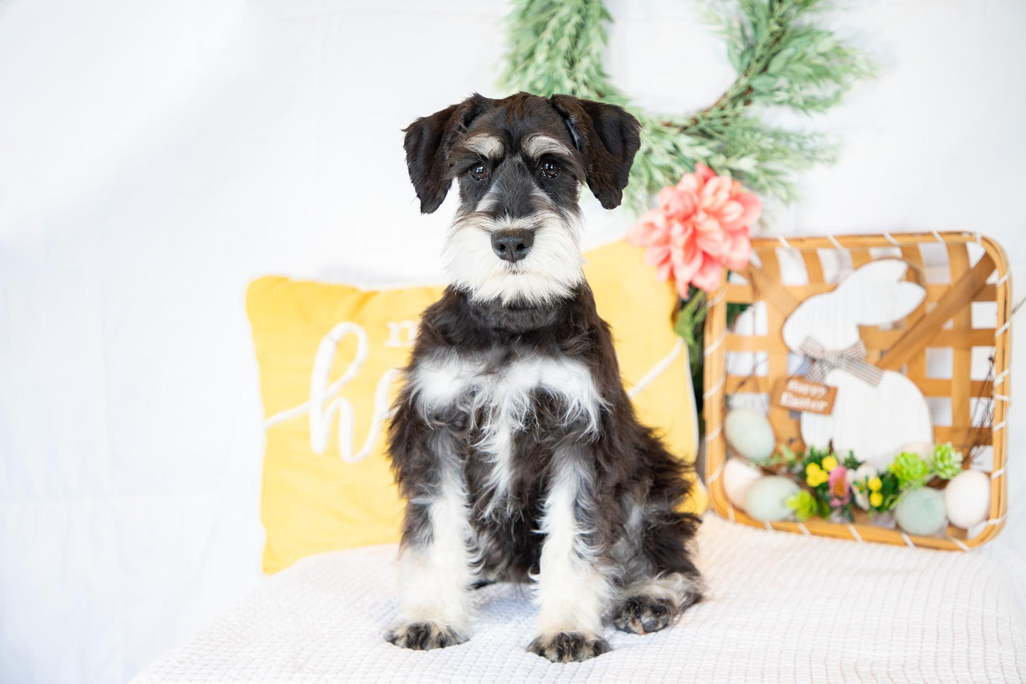 Koby-Miniature Schnauzer Male