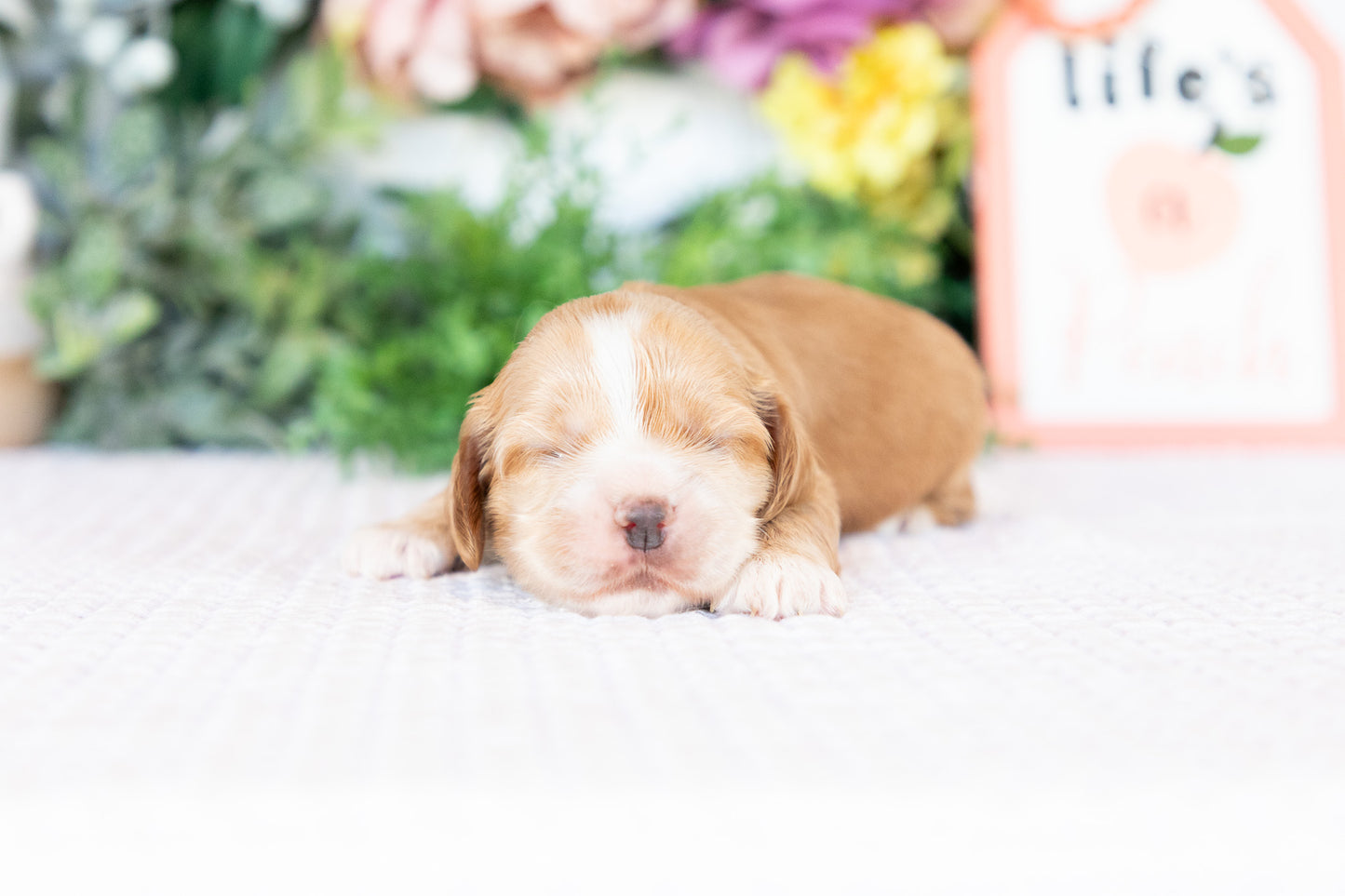 Cocker Spaniel Male (Baxter)