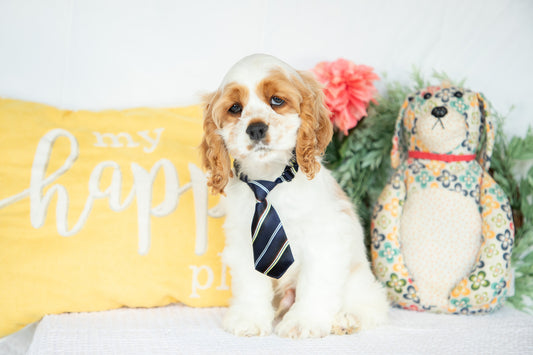 Cocker Spaniel Male (Mason)