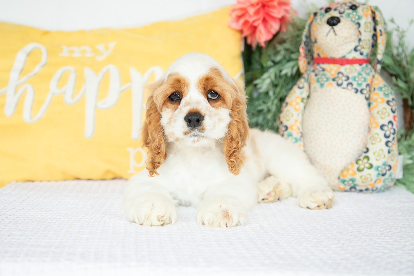 Cocker Spaniel Male (Mason)
