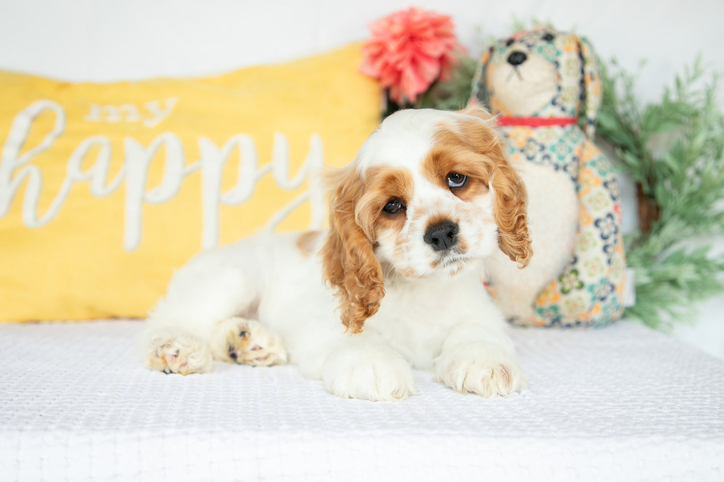 Cocker Spaniel Male (Mason)