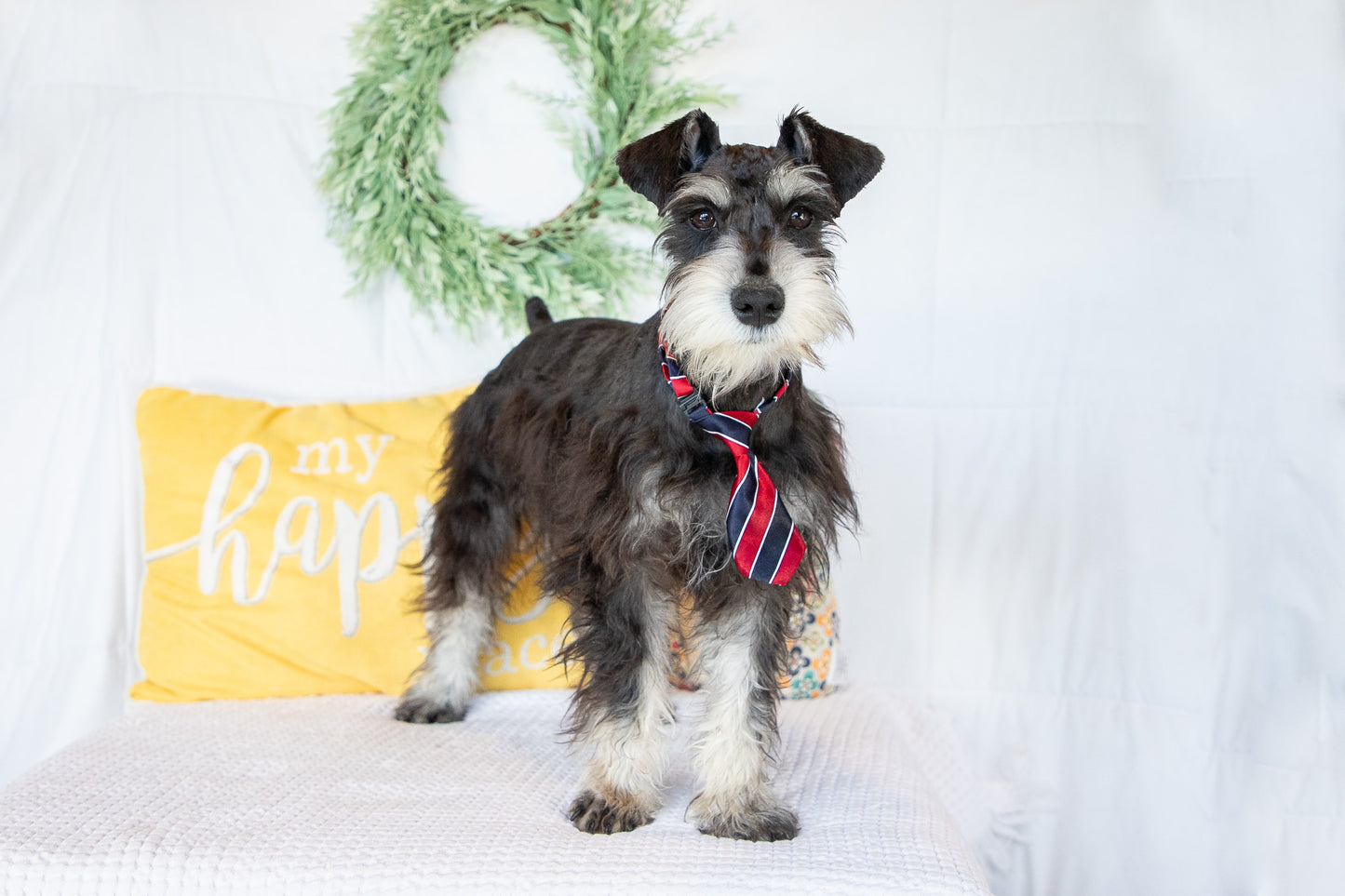 Hank- Miniature Schnauzer Male