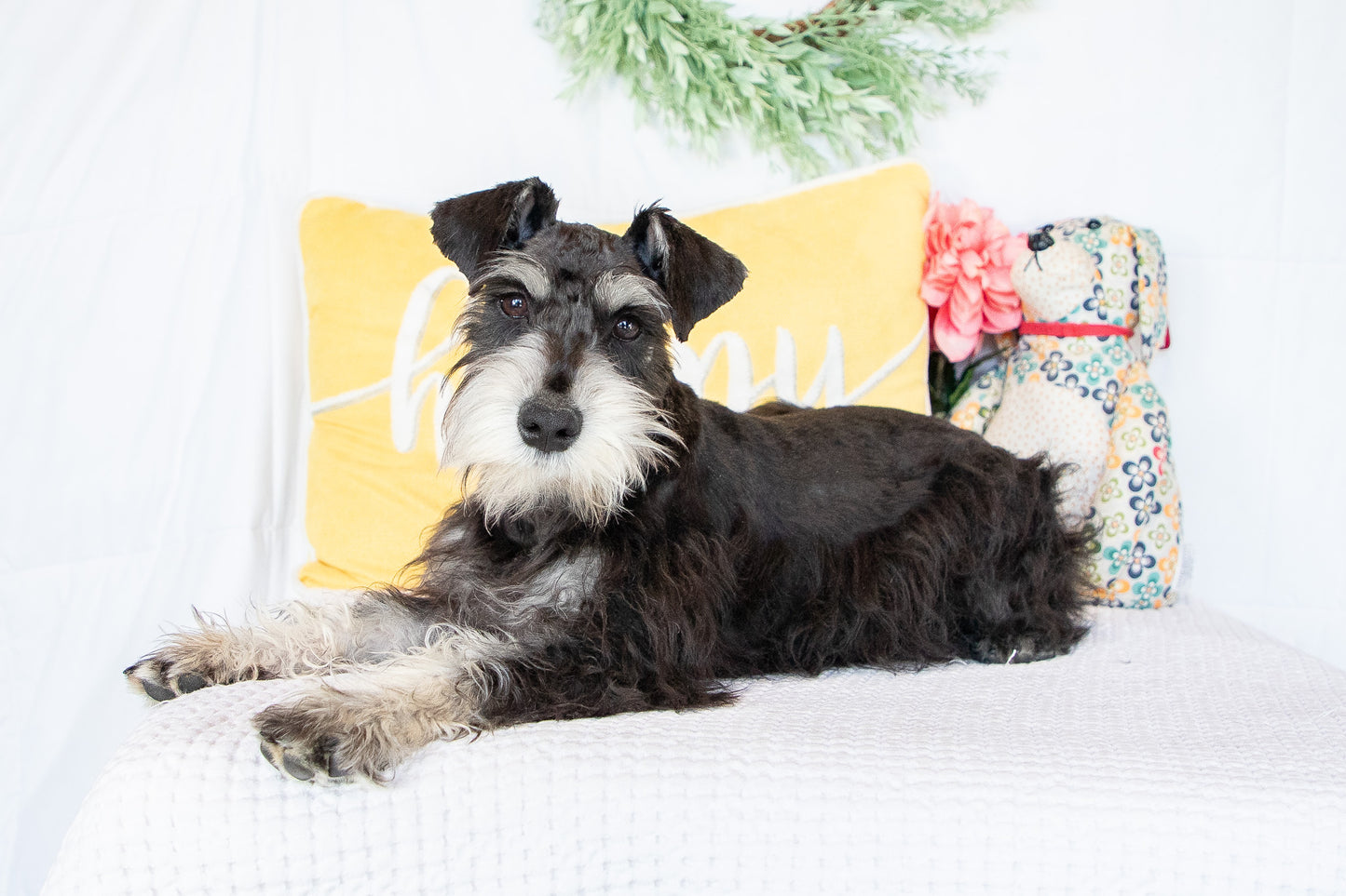 Hank- Miniature Schnauzer Male