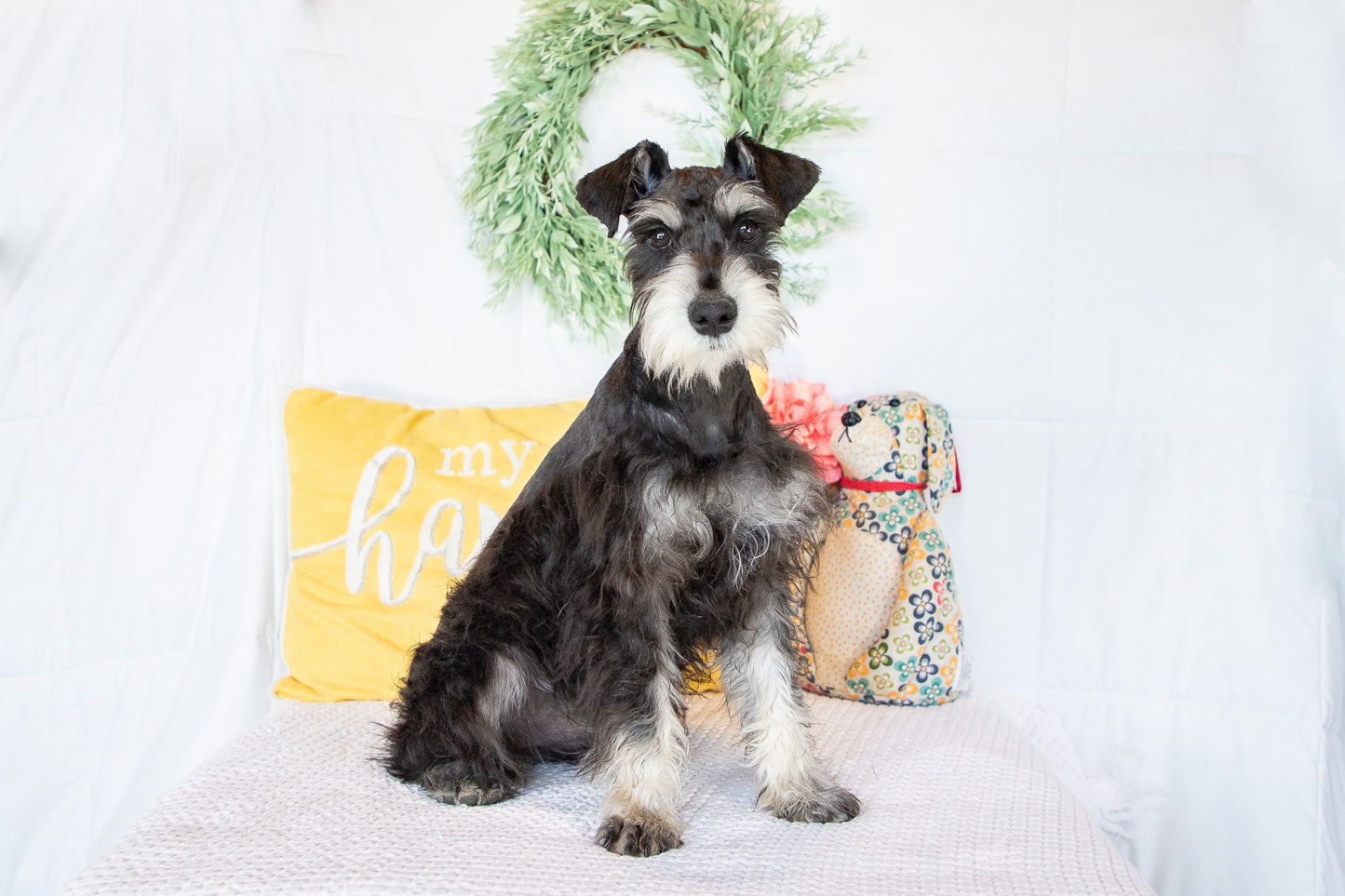 Hank- Miniature Schnauzer Male