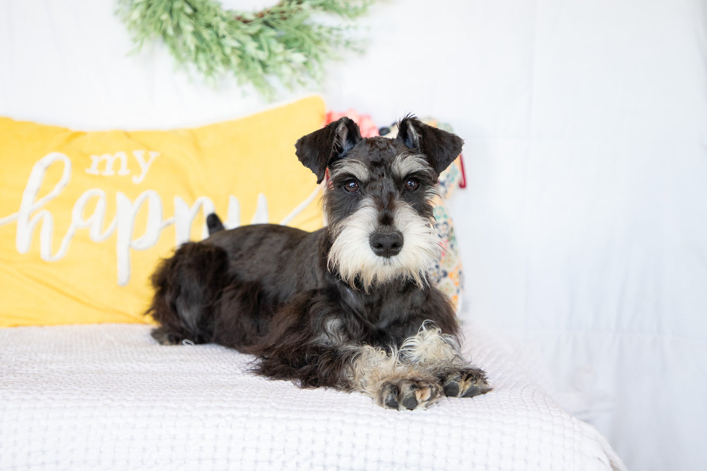 Hank- Miniature Schnauzer Male
