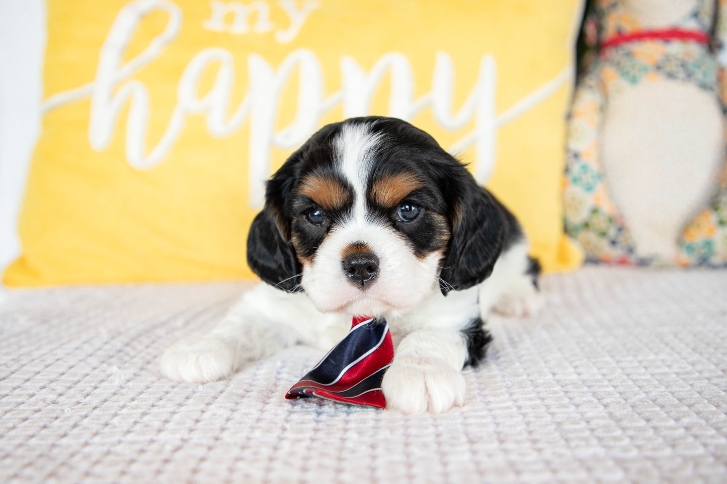 Luca-Cavalier Male