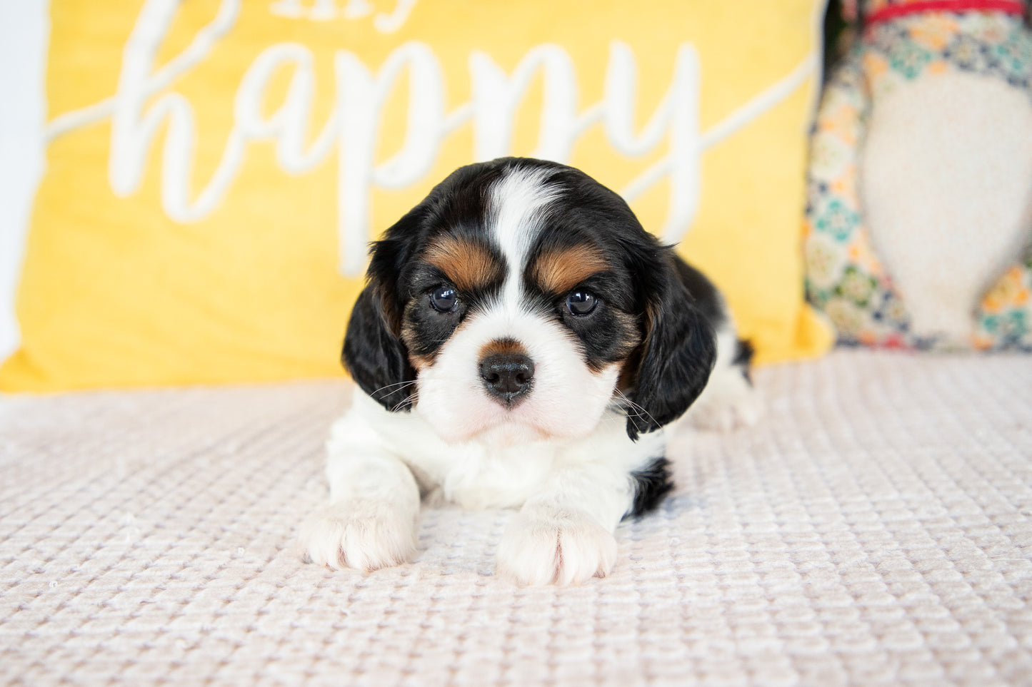 Luca-Cavalier Male