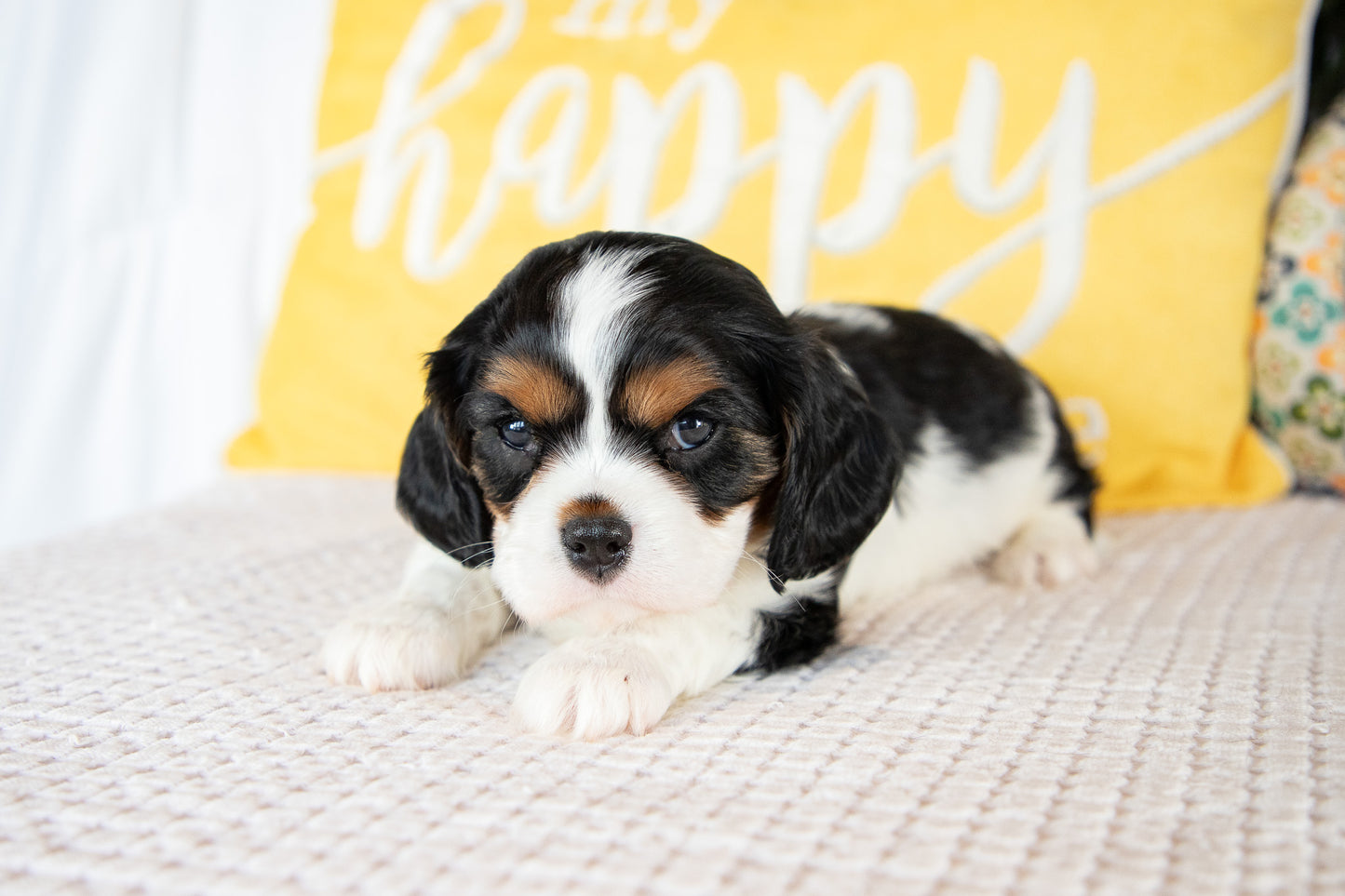 Luca-Cavalier Male