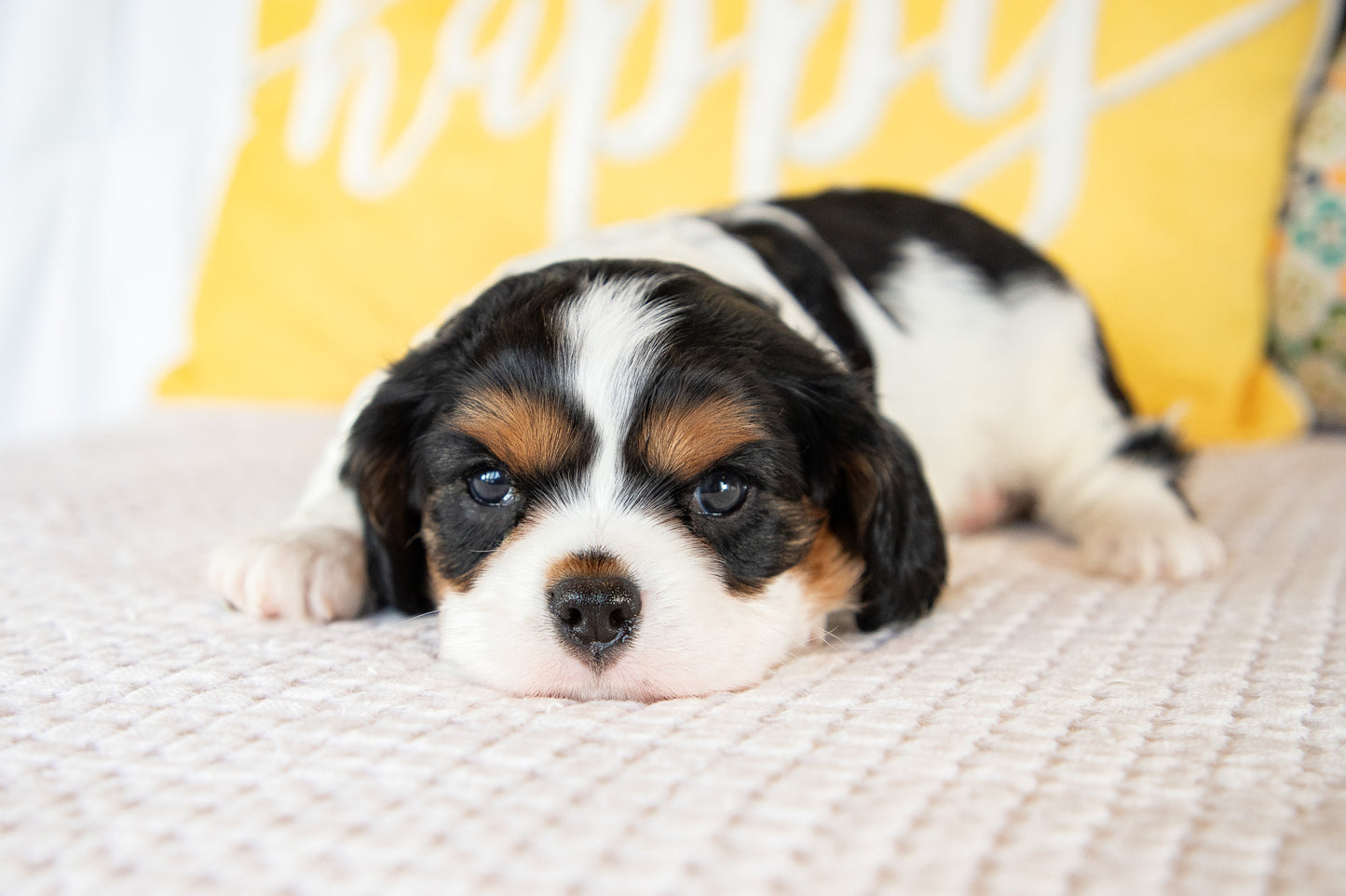 Luca-Cavalier Male