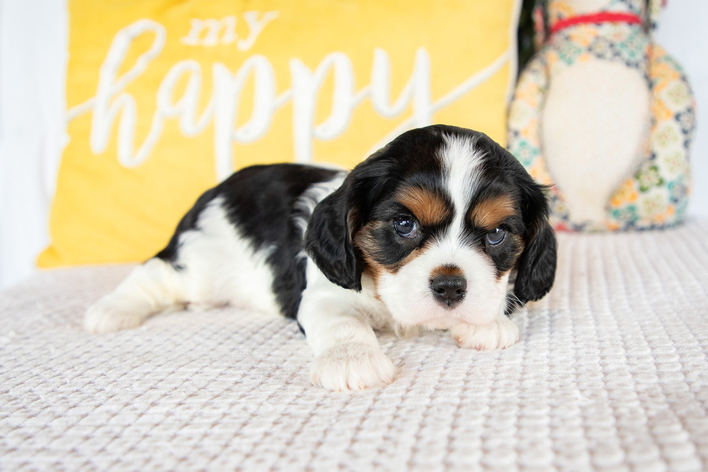 Luca-Cavalier Male