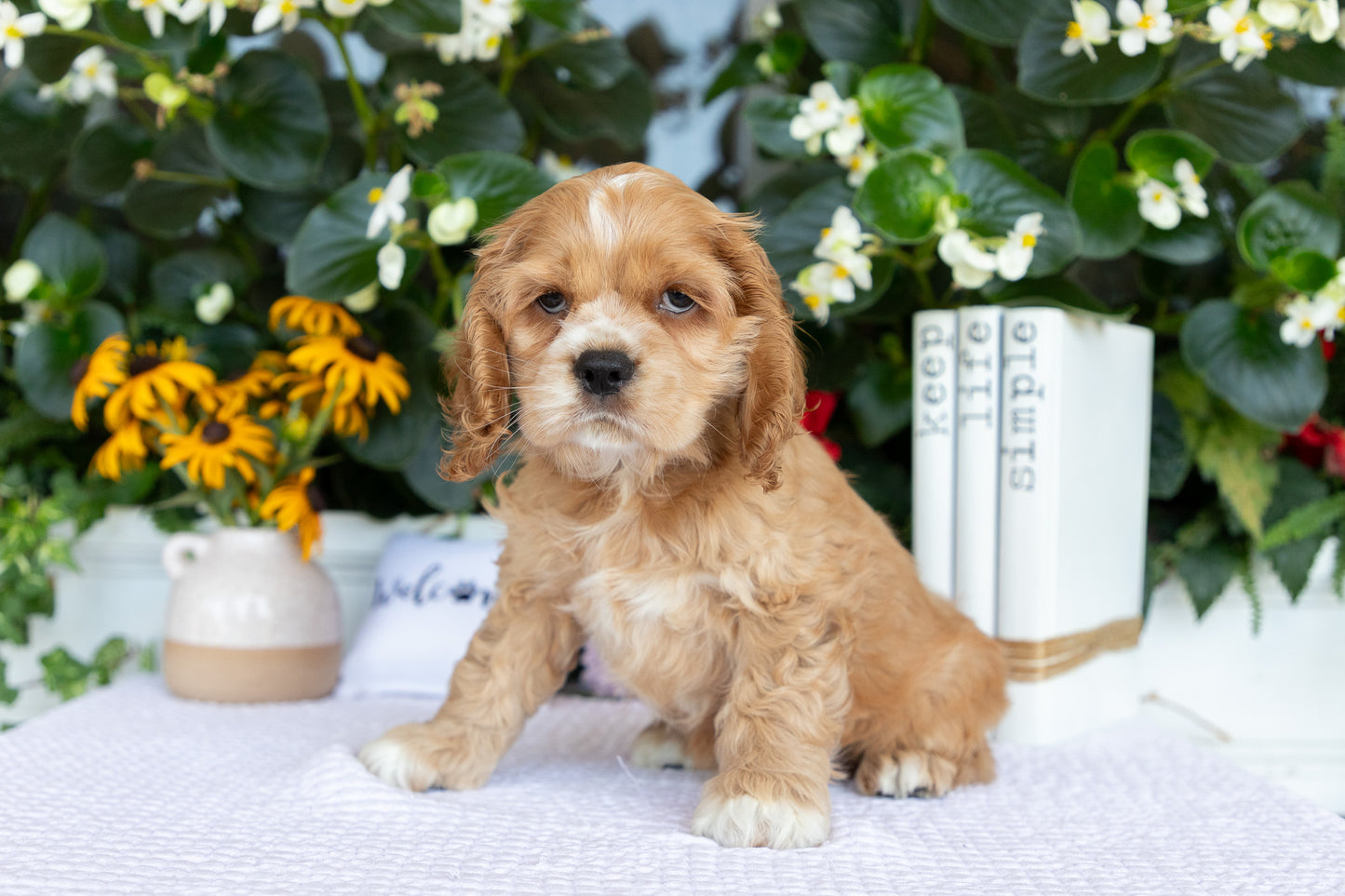 Cocker Spaniel Male (Baxter)