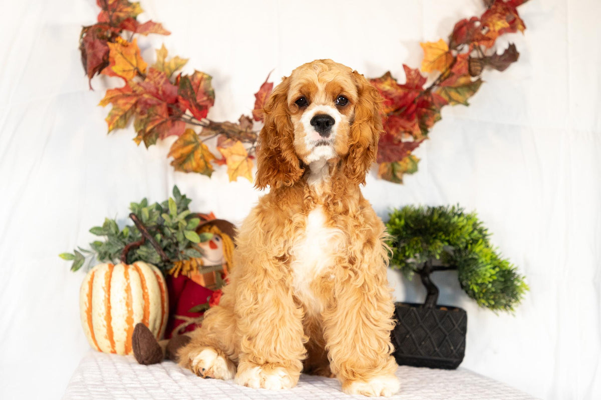 Cocker Spaniel Female (Alina)
