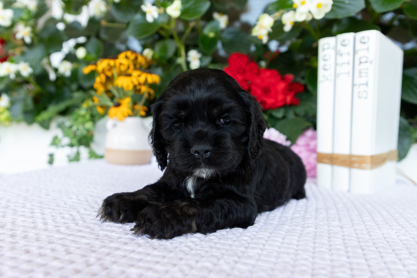 Cocker Spaniel Male (Dante)