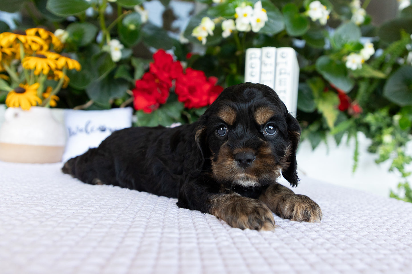 Cocker Spaniel Male (Drake)
