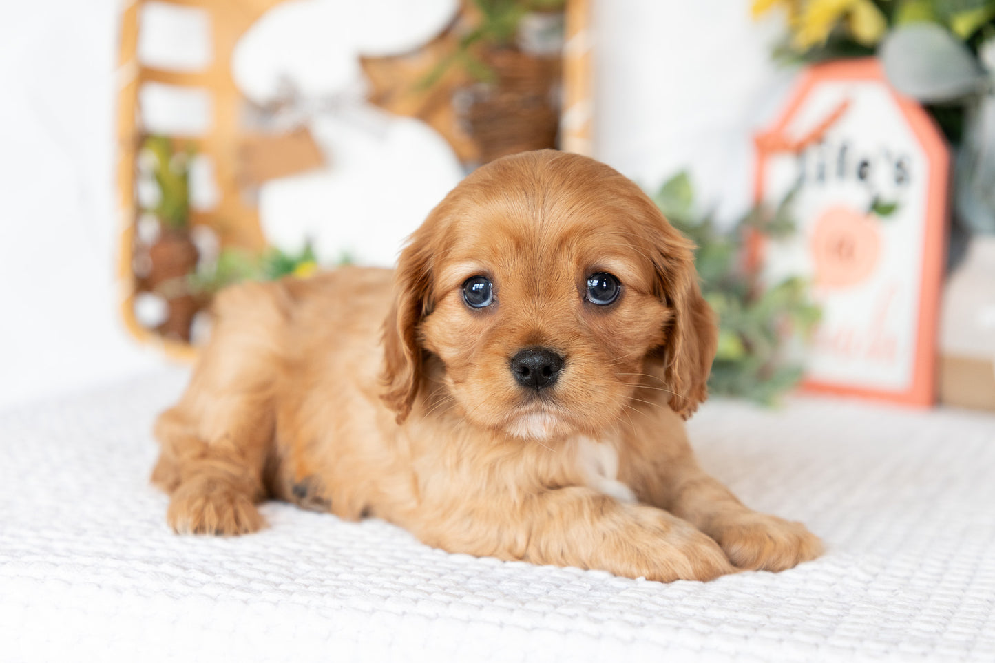 Cavalier King Charles Spaniel Female (Finley)