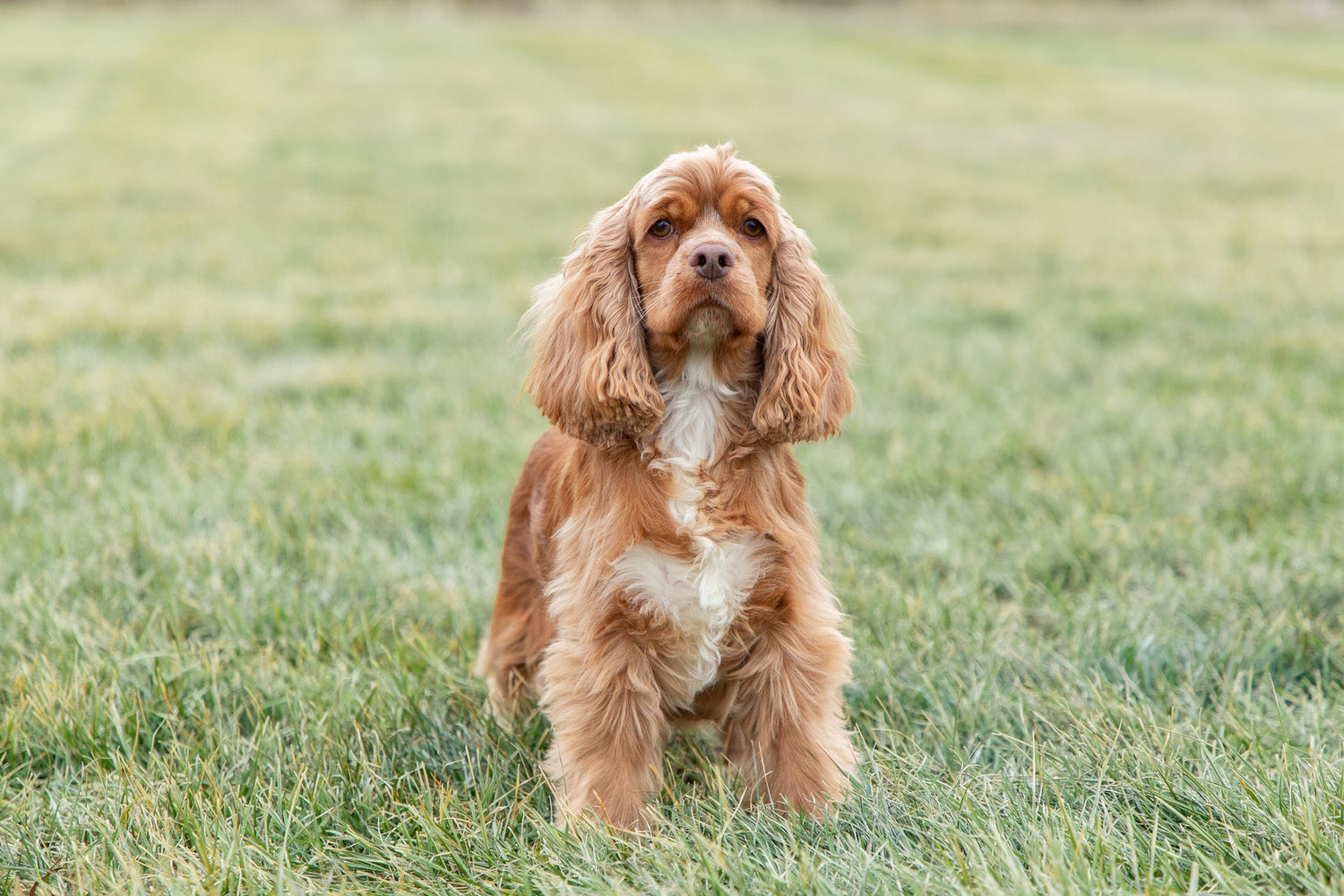 Cocker Spaniel