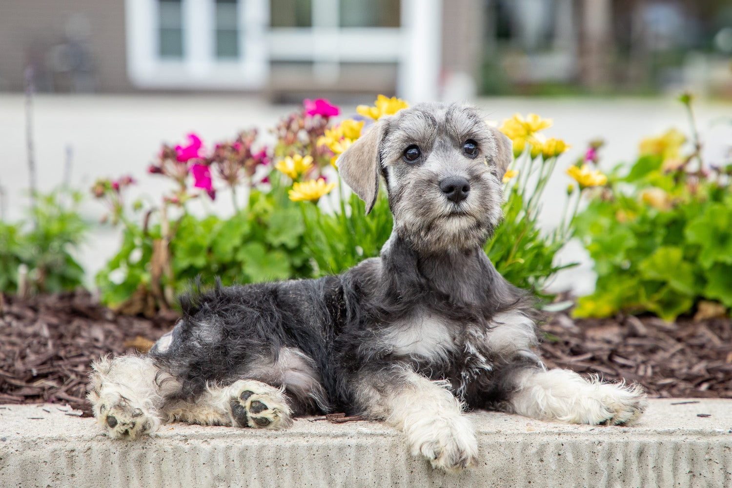Miniature Schnauzer