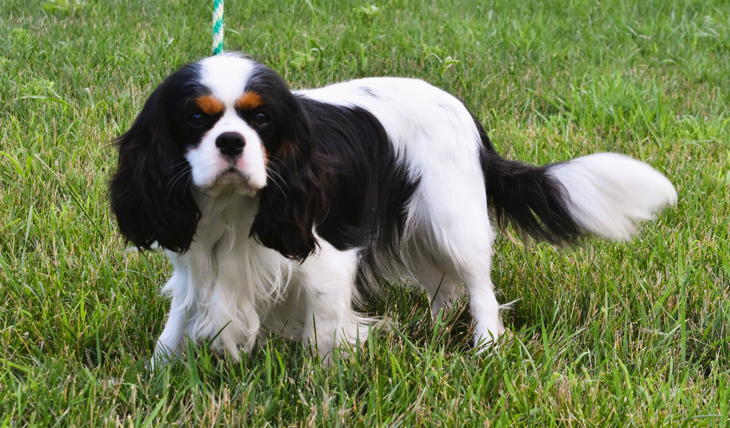 Cavalier King Charles Spaniel