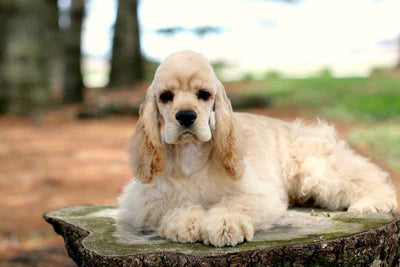 Cocker Spaniel