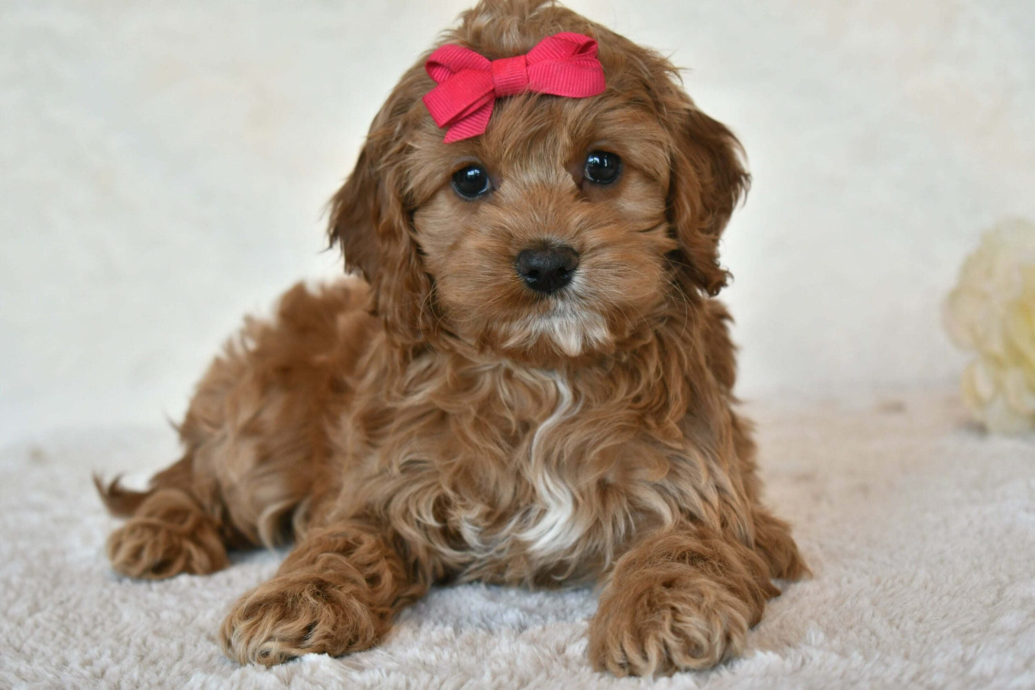 Cavapoo