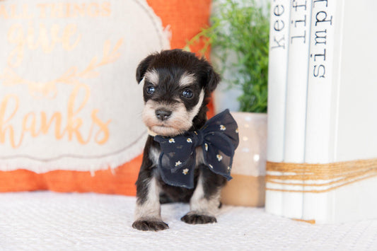 Miniature Schnauzer Female (Willow)