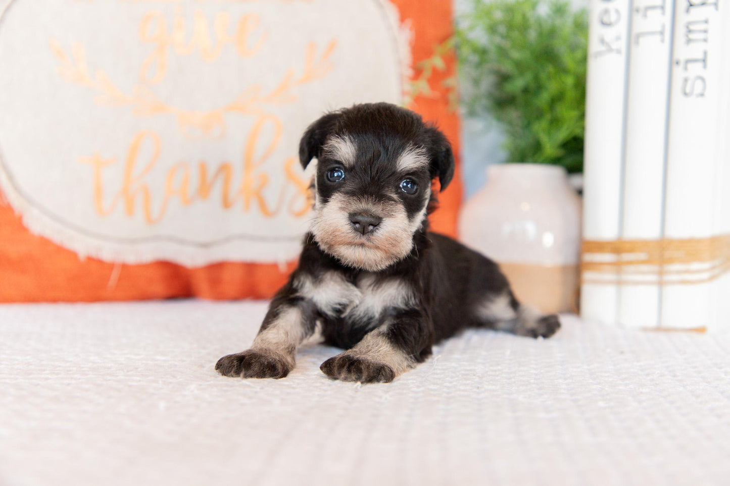 Miniature Schnauzer Female (Willow)