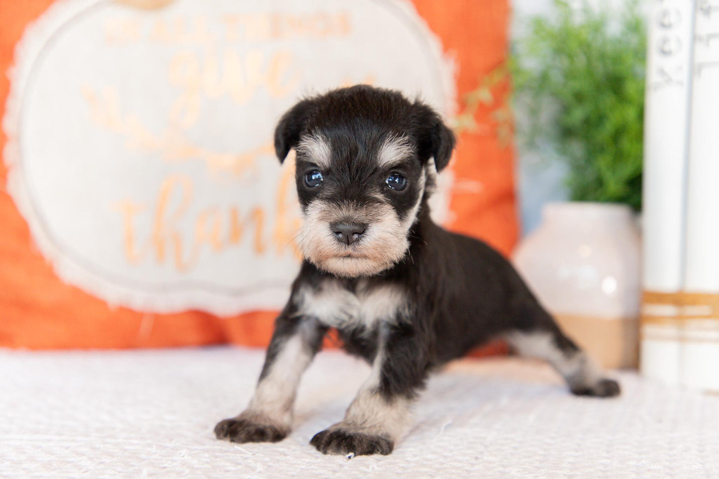 Miniature Schnauzer Female (Willow)
