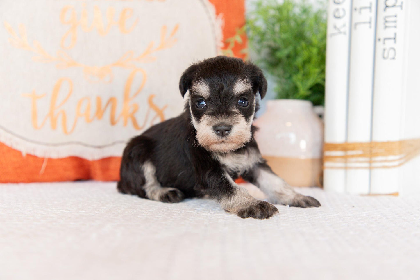 Miniature Schnauzer Female (Willow)