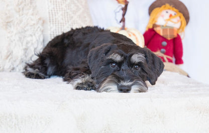 Maybelle- Miniature Schnauzer Female