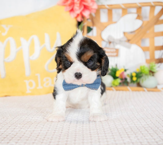 Darcy-Cavalier King Charles Female