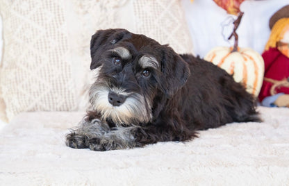 Maybelle- Miniature Schnauzer Female