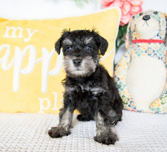 Shadow- Miniature Schnauzer Male