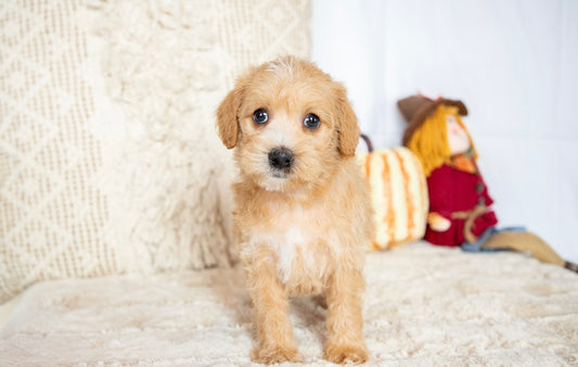 Kallie- Schnoodle female